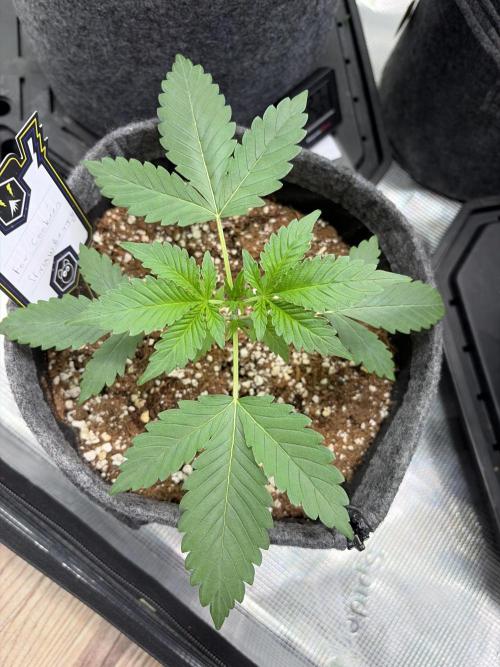Mephisto forgotten Cookies strawberry. Week 2