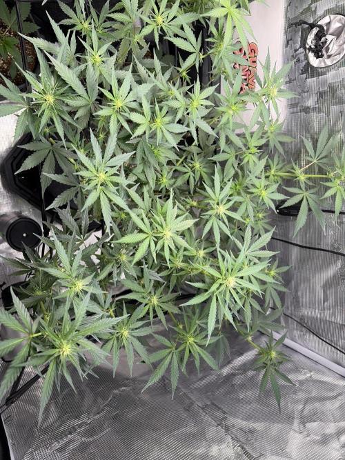 Guava Sundae 42 fast buds. Week 6