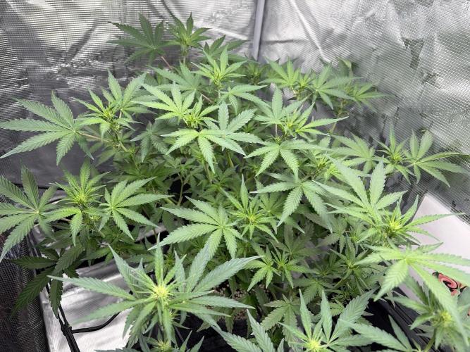 Guava Sundae 42 fast buds. Week 6
