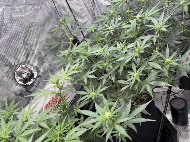 Guava Sundae 42 fast buds. Week 6
