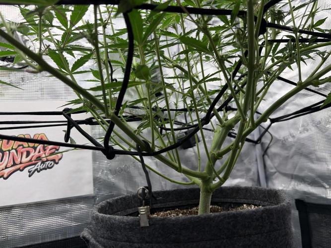 Guava Sundae Auto. Week 6