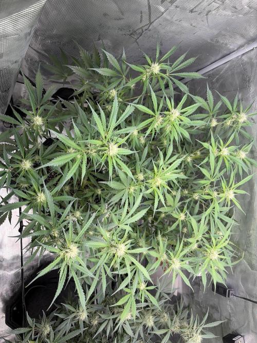 Mendo guava 42 fast buds. Week 7