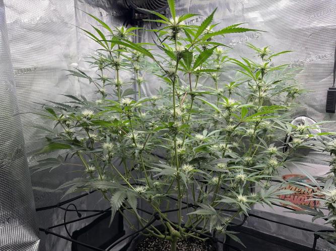 Mendo guava 42 fast buds. Week 7