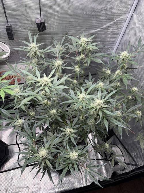 Mendo guava 42 fast buds. Week 7