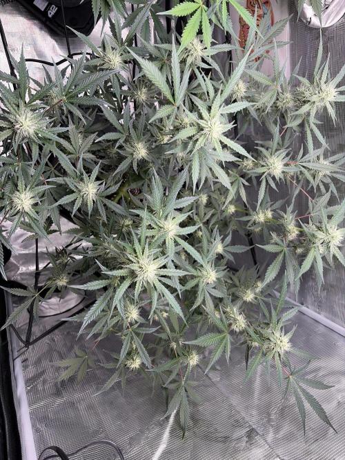 Mendo guava 42 fast buds. Week 7