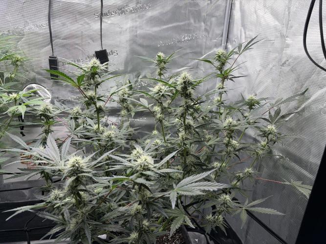 Mendo guava 42 fast buds. Week 7