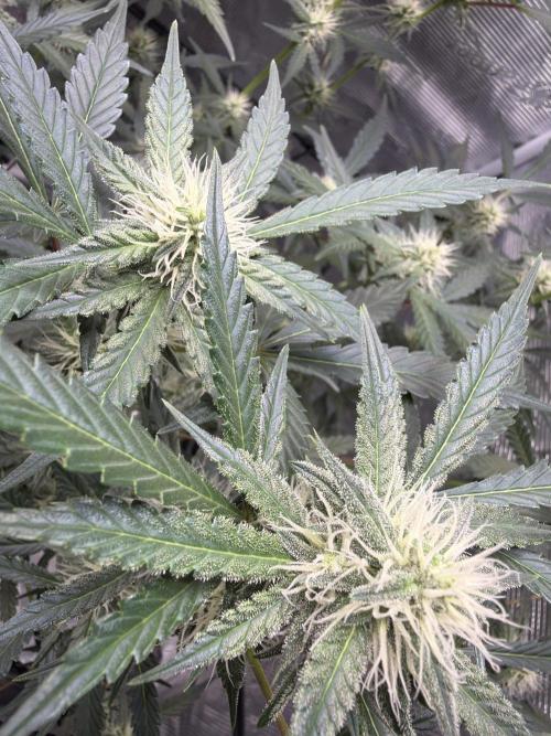 Mendo guava 42 fast buds. Week 7