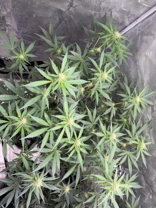 Guava Sundae 42 fast buds. Week 7