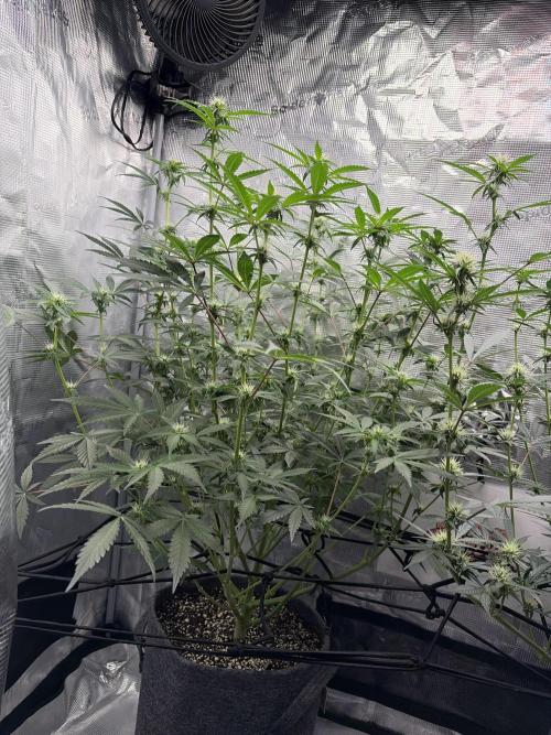 Guava Sundae 42 fast buds. Week 7
