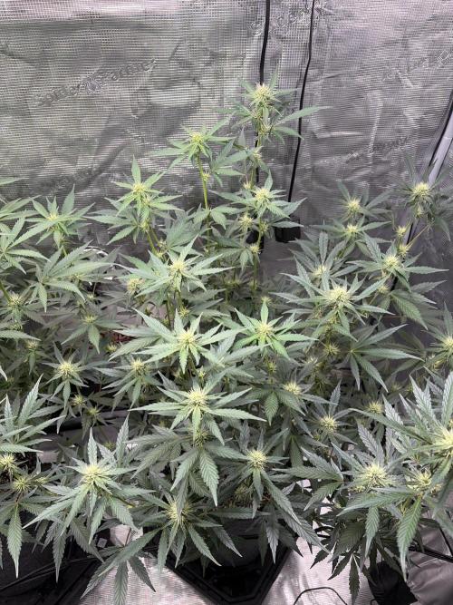 Guava Sundae 42 fast buds. Week 7