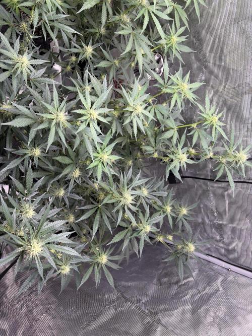 Guava Sundae 42 fast buds. Week 7