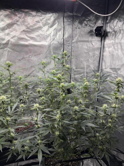Guava Sundae 42 fast buds. Week 7