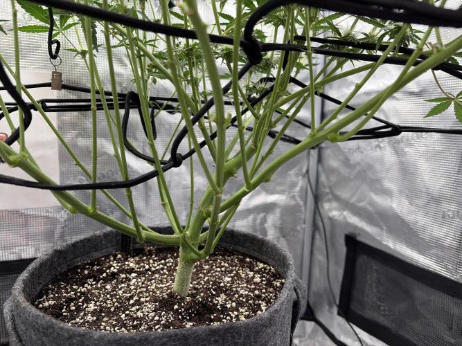 Guava Sundae 42 fast buds. Week 7