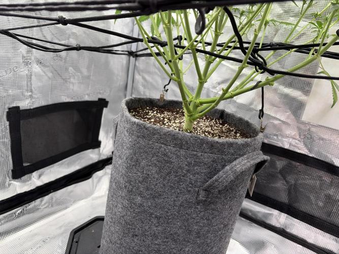 Guava Sundae 42 fast buds. Week 7