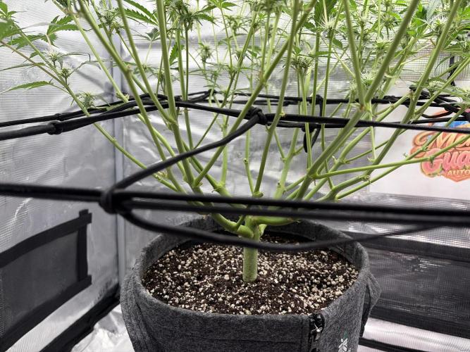 Mendo guava 42 fast buds. Week 7