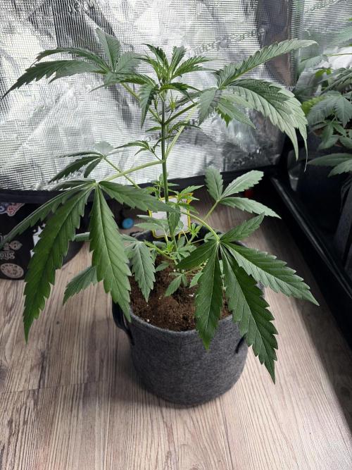Mephisto 505 headbanger. Week 3