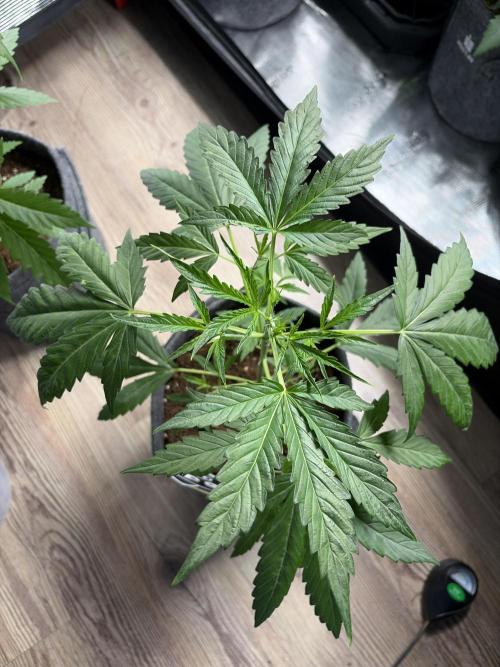 Mephisto 505 headbanger. Week 3