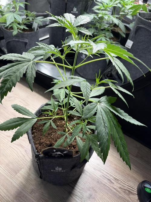 505 Headbanger. Week 3