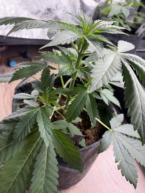 Mephisto forgotten Cookies strawberry. Week 3