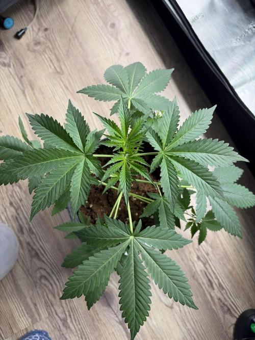 Mephisto forgotten Cookies strawberry. Week 3