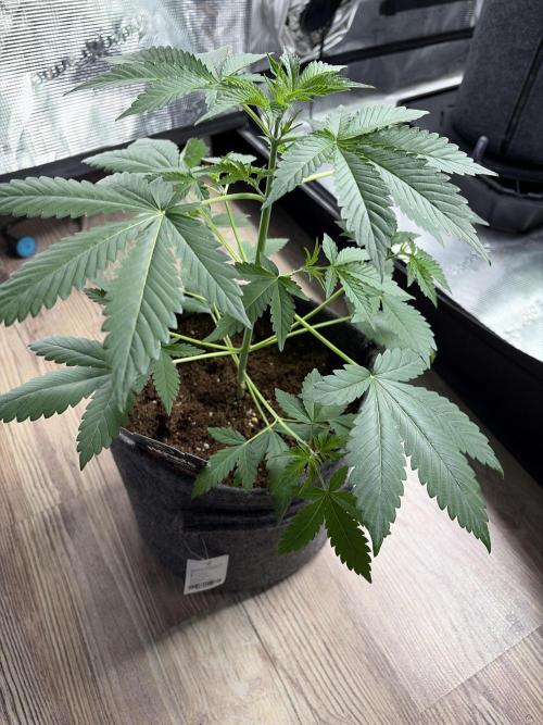 Grow Tent 4.5x2x6.5. Week 3