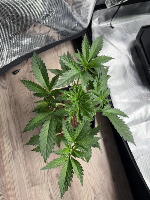 Gorilla glue 4 original glue gg strains. Week 2