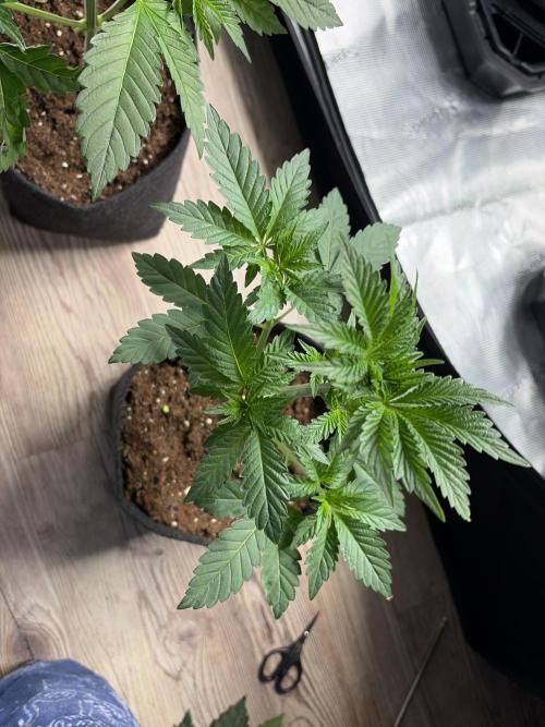 Gorilla glue 4 original glue gg strains. Week 2
