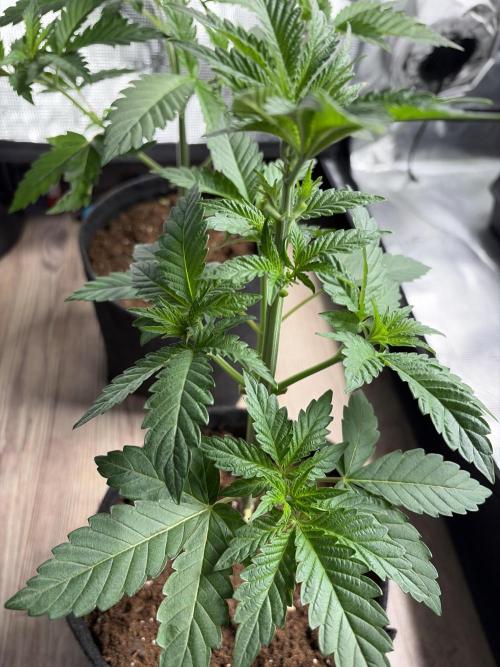 Gorilla glue 4 original glue gg strains. Week 2