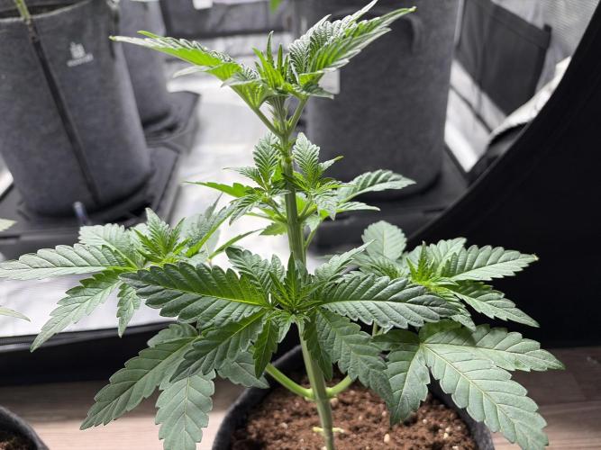 Gorilla Glue #4. Week 2