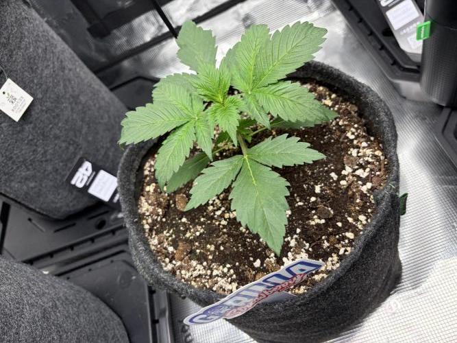 Guava and Strawberry Gorilla Auto RF3. Week 2