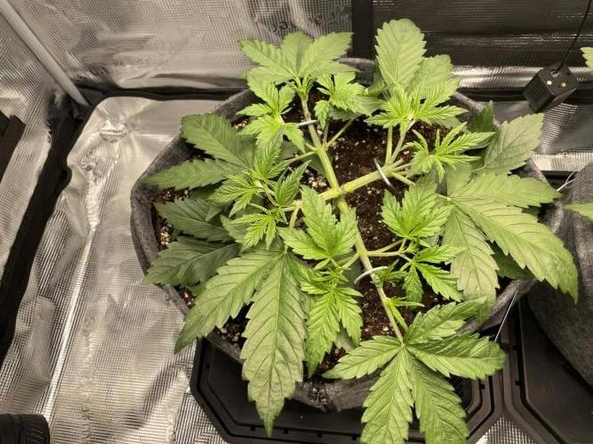 Z-Up Auto. Week 3 - both Day 24 mainlined and topped