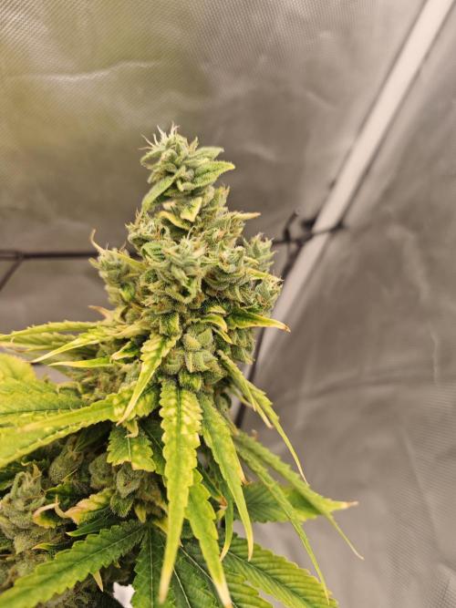 First Photo. Week 13