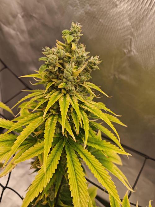 First Photo. Week 13