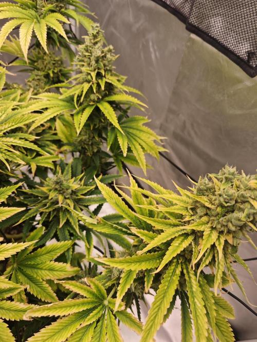 First Photo. Week 13