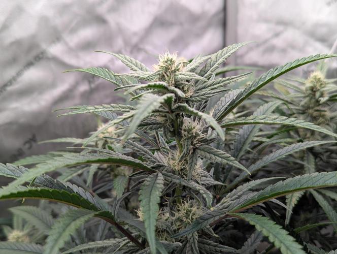 Freedom 35. Week 9 - F35 - FSx bud.