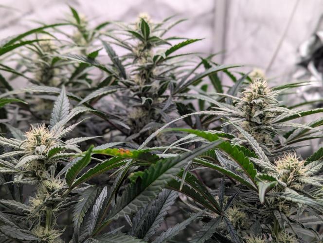 Freedom 35. Week 9 - F35 - FSx group shot.