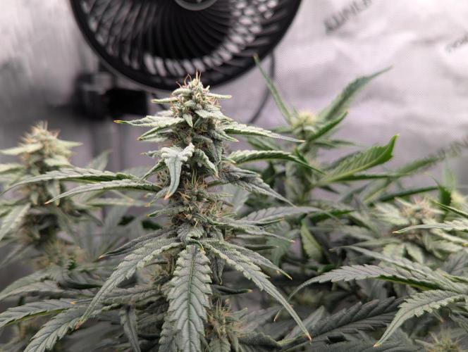 Freedom 35. Week 9 - F35 - DG bud.