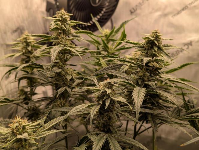 Freedom 35. Week 9 - F35 - DG group shot.