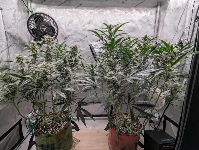 Freedom 35. Week 9 - F35 - Front view.