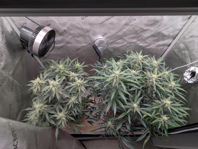 Freedom 35. Week 9 - F35 - Double Grape on left, Forum Stomper x on right.