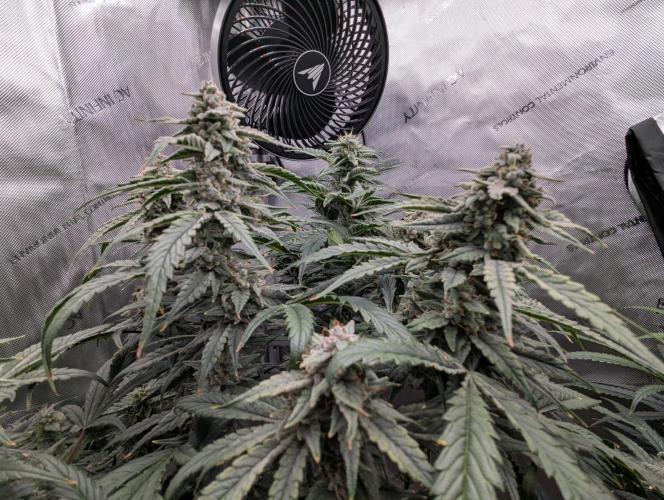 Freedom 35. Week 10 - F42 - DG buds