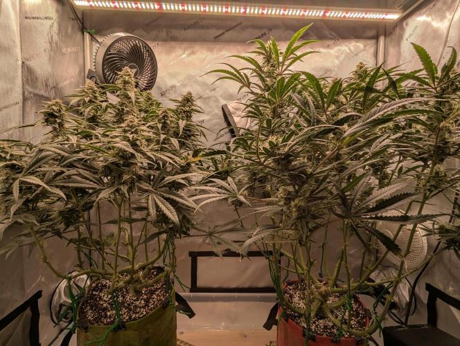 Freedom 35. Week 10 - F42 - Front view.