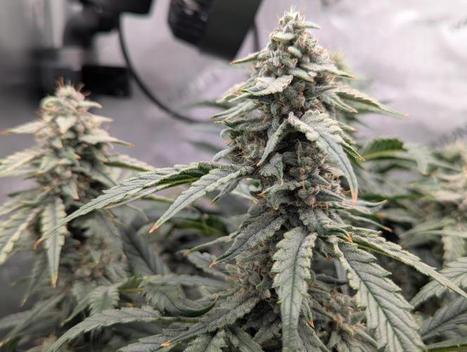 Freedom 35. Week 10 - F42 - DG buds