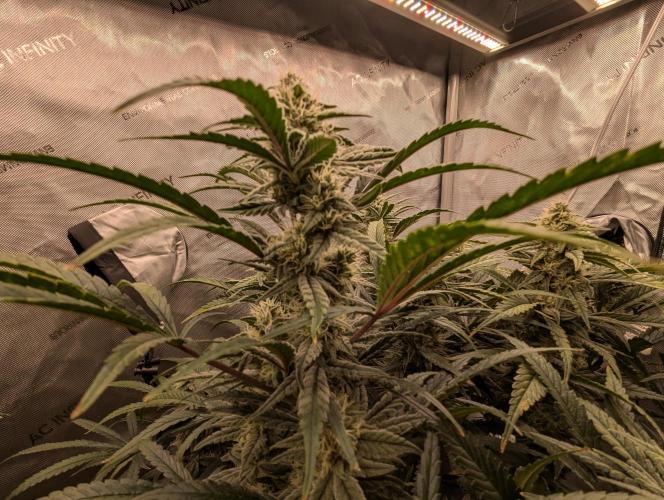 Freedom 35. Week 10 - F42 - FSx buds