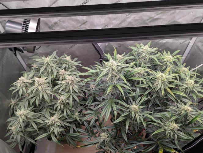 Freedom 35. Week 10 - F42 -  Top down view.