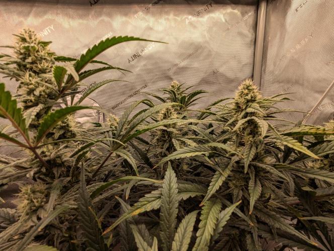 Freedom 35. Week 10 - F42 - FSx buds