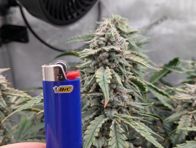 Freedom 35. Week 11 - F49 - DG bud.