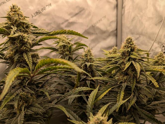 Freedom 35. Week 11 - F49 - FSx group shot.