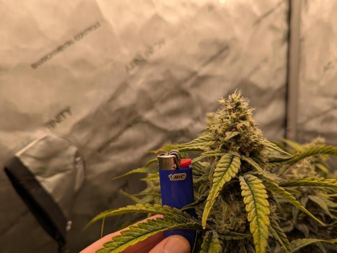 Freedom 35. Week 11 - F49 - FSx bud shot.