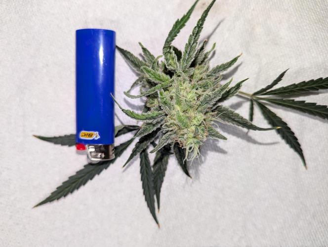 Freedom 35. Week 11 - Accidentally lopped this off when doing some defoliation.